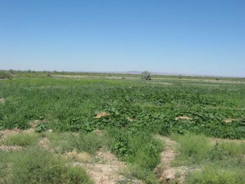 Kyzylorda, July-August 2010