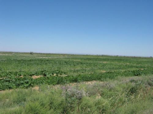 Kyzylorda, July-August 2010