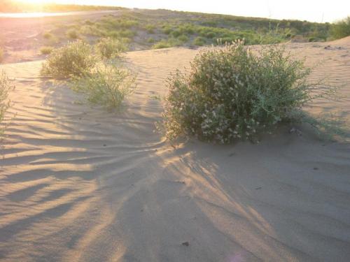 Kyzylorda, July-August 2010